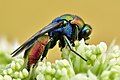 Platz 1: Sven Damerow - Gemeine Goldwespe (Chrysis ignita) auf einer Wiese am Elbbdeich bei Rühstädt im NSG Wittenberge Rühstädter Elbniederung