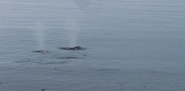 Grey Whales Off Sombrio Point.JPG