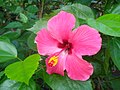 Hibiscus in Bhopal