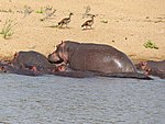 Nilgäss med flodhästar i Kenya.
