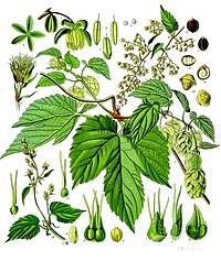 Humulus lupulus L.