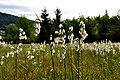 English: Cotton grass in a marsh area Deutsch: Wollgras in einer Feuchtwiese