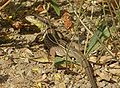 Juvenile Riesen-Smaradeidechse (Lacerta trilineata), Wegböschung auf Kreta