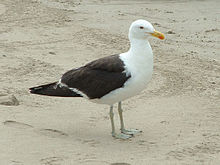 Larus dominicanus.jpg