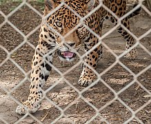 Leopado en Parque Zoologico Barquisimeto.jpg