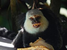 Macaco sagui.jpg