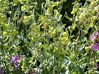 Nicotiana langsdorfii