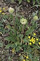 Phacelia hastata