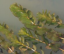 PotamogetonPerfoliatus.jpg