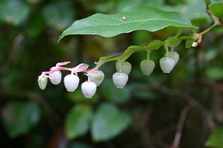 Salal (Gaultheria shallon)