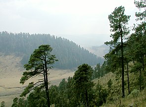 Bosque templado Ocoyoacac, México