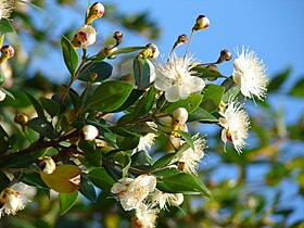 Myrtus communis