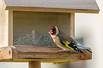 Thumbnail for File:Stieglitz Carduelis carduelis male a.jpg