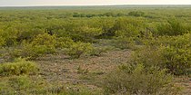 Tamaulipan thornscrub, private ranchland, Webb County, Texas (10 June 2016).