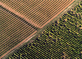 Image illustrative de l’article Tokaj-Hegyalja