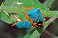 Turquoise Shield Bugs (Edessa rufomarginata), Cockscomb Basin Wildlife Sanctuary