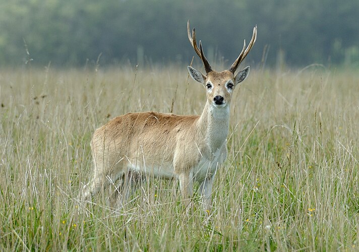 Пампасный олень (Ozotoceros bezoarticus) в департаменте Роча, Уругвай