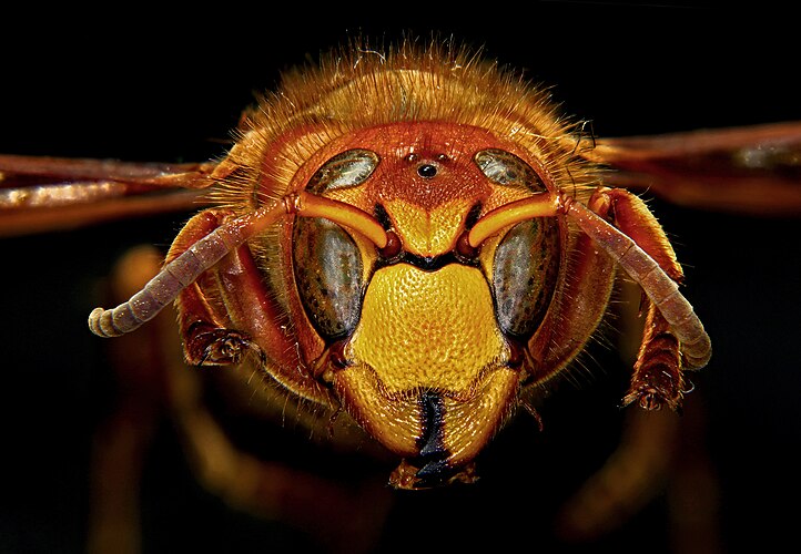 Шершень обыкновенный (Vespa crabro)