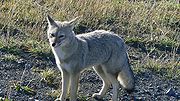 Gray canine in grass