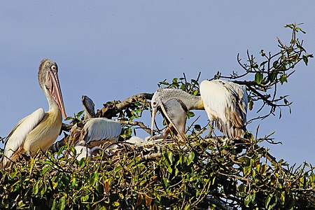 Feeding chick in nest