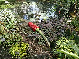 A. titanum with fruits, Liberec, Czech Republic