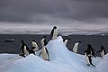 Adélie penguins