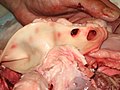 Aorta d'un porc a cel obert que mostra també algunes artèries que surten.