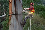 Arborist felling a eucalyptus tree