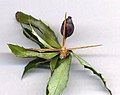 Berberis gagnepainii, with three-spined thorn (modified long shoot leaf) with leafy short shoot. Each thorn is 20 mm (0.79 in) long.