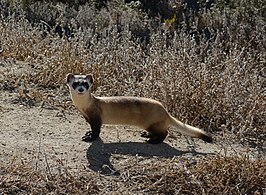 Chồn chân đen (Mustela nigripes) Trung tâm bảo tồn chồn chân đen quốc gia, Colorado