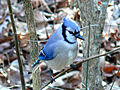 The bricht Cyanocitta cristata cristata in Johnston Coonty, North Carolina