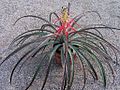 Bromelia laciniosa