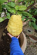Unknown citron type in pot