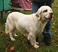 Thumbnail for Clumber Spaniel