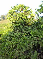 Coffea liberica