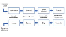 Confronto tra il sistema olfattivo umano e le componenti del naso elettronico