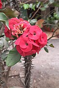 Crown of Thorns plant Euphorbia milii.jpg