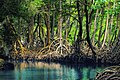 Mangroves - Los Haitises Milli Park (Dominikan Respublikası)