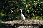 Thumbnail for File:Egretta garzetta 07758.jpg