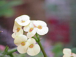 Euphorbia milii