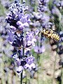 Бджола Anthidium manicatum на квітці Lavandula spica