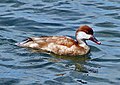 Red-crested Pochard (female)