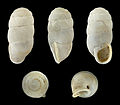 * Nomination Shell of Gibbulinella dealbata, an endemic land snail of the Canary Islands --Llez 06:12, 20 December 2011 (UTC) * Promotion  Support QI & Useful --Archaeodontosaurus 15:30, 22 December 2011 (UTC)