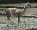 Gvanako (Lama guanicoe)