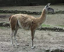 Guanaco (Lama guanicoe)