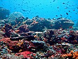 Koralrifo kaj fiŝoj apud Nusa Lembongan