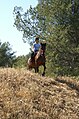 Pratique en loisir avec un poney français de selle.