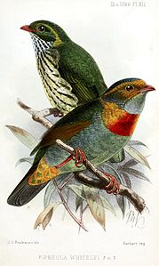 Red-banded fruiteater, by John Gerrard Keulemans