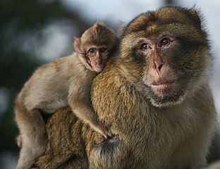 Macaca sylvanus