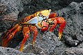 Image 7Grapsus grapsus, a terrestrial crab (from Malacostraca)